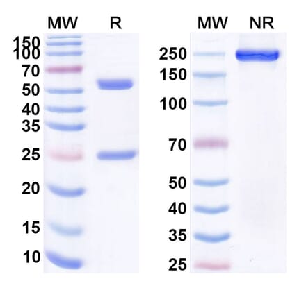 SDS-PAGE - Anti-CD19 Antibody [GC7g] Biosimilar - BSA and Azide free (A339412) - Antibodies.com