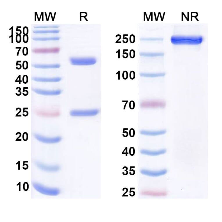 SDS-PAGE - Anti-CD19 Antibody [RD126] Biosimilar - BSA and Azide free (A339413) - Antibodies.com