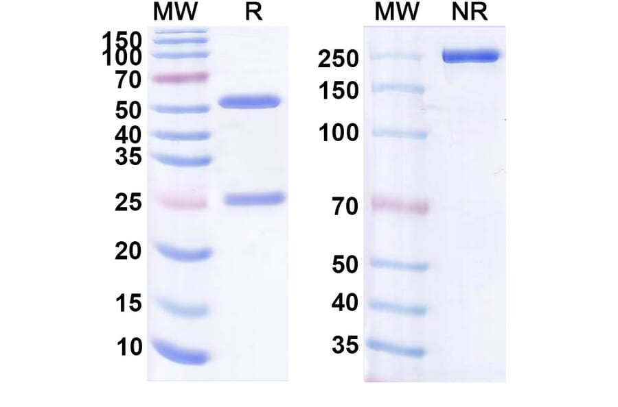 SDS-PAGE - Anti-CD19 Antibody [IKS3] Biosimilar - BSA and Azide free (A339414) - Antibodies.com