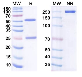 SDS-PAGE - Anti-CD19 Antibody [hA19] Biosimilar - BSA and Azide free (A339416) - Antibodies.com