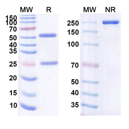 SDS-PAGE - Anti-CD19 Antibody [hA19] Biosimilar - BSA and Azide free (A339416) - Antibodies.com