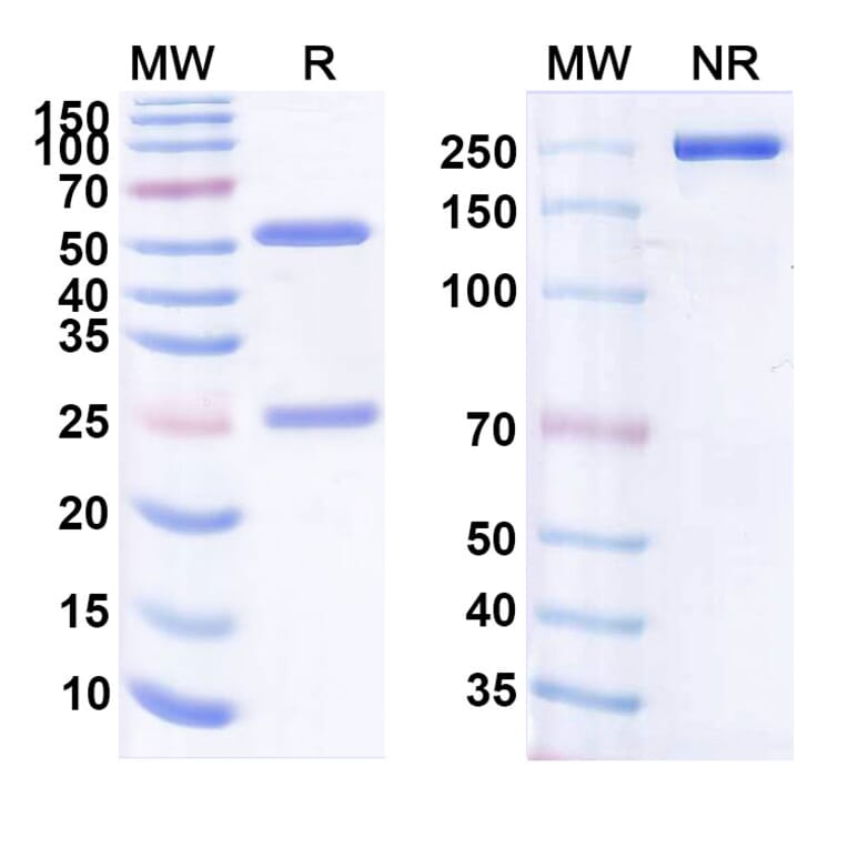 SDS-PAGE - Anti-CD19 Antibody [hA19] Biosimilar - BSA and Azide free (A339416) - Antibodies.com