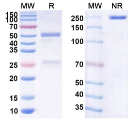 SDS-PAGE - Anti-CD19 Antibody [JCAR14] Biosimilar - BSA and Azide free (A339417) - Antibodies.com