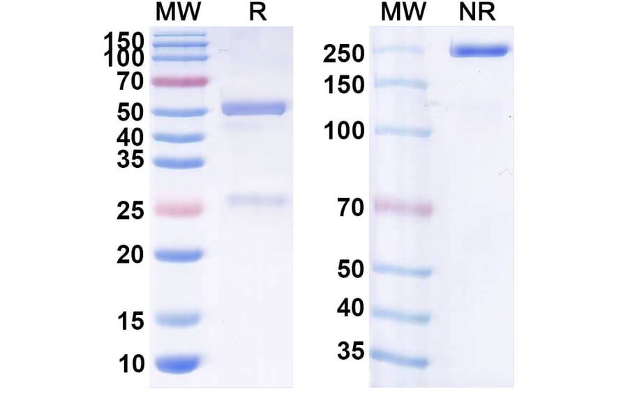 SDS-PAGE - Anti-CD19 Antibody [JCAR14] Biosimilar - BSA and Azide free (A339417) - Antibodies.com