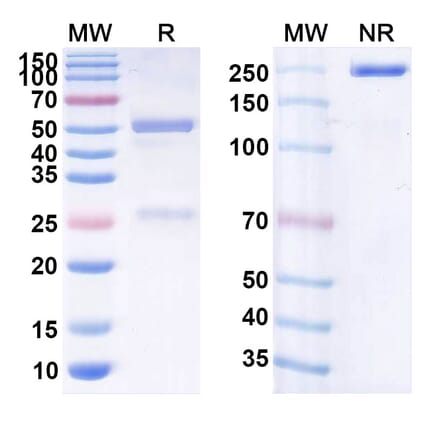 SDS-PAGE - Anti-CD19 Antibody [JCAR14] Biosimilar - BSA and Azide free (A339417) - Antibodies.com