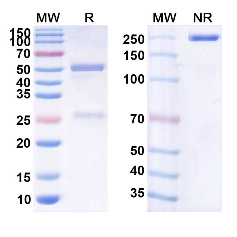 SDS-PAGE - Anti-CD19 Antibody [JCAR14] Biosimilar - BSA and Azide free (A339417) - Antibodies.com