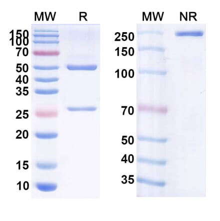 SDS-PAGE - Anti-CD19 Antibody [PCAR-19] Biosimilar - BSA and Azide free (A339420) - Antibodies.com