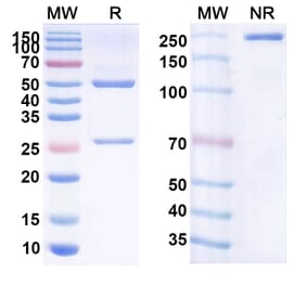 SDS-PAGE - Anti-CD19 Antibody [RC58] Biosimilar - BSA and Azide free (A339422) - Antibodies.com