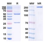 SDS-PAGE - Anti-CD19 Antibody [RC58] Biosimilar - BSA and Azide free (A339422) - Antibodies.com