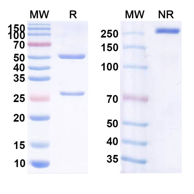 SDS-PAGE - Anti-CD20 Antibody [CHO-H1] Biosimilar - BSA and Azide free (A339424) - Antibodies.com
