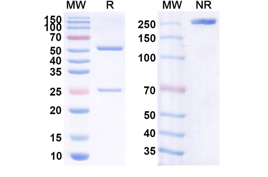 SDS-PAGE - Anti-Human CD20 [mAb 1.5.3] Biosimilar - Anti-CD20 Antibody - BSA and Azide free (A339427) - Antibodies.com