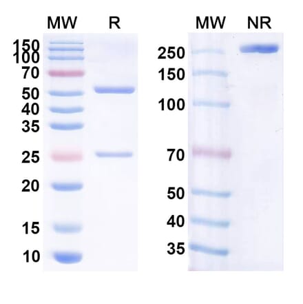 SDS-PAGE - Anti-Human CD20 [mAb 1.5.3] Biosimilar - Anti-CD20 Antibody - BSA and Azide free (A339427) - Antibodies.com