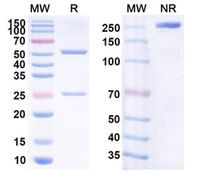 SDS-PAGE - Anti-CD20 Antibody [BVX2] Biosimilar - BSA and Azide free (A339428) - Antibodies.com
