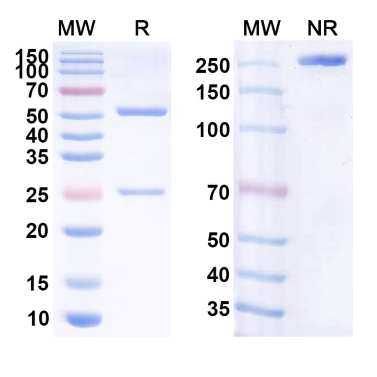 SDS-PAGE - Anti-CD20 Antibody [BVX2] Biosimilar - BSA and Azide free (A339428) - Antibodies.com