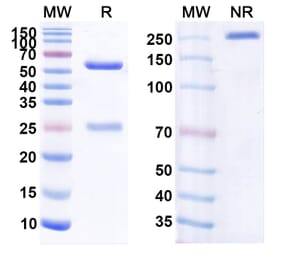 SDS-PAGE - Anti-CD20 Antibody [BLX-31] Biosimilar - BSA and Azide free (A339429) - Antibodies.com