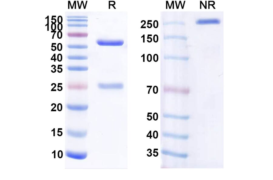 SDS-PAGE - Anti-CD20 Antibody [BLX-31] Biosimilar - BSA and Azide free (A339429) - Antibodies.com