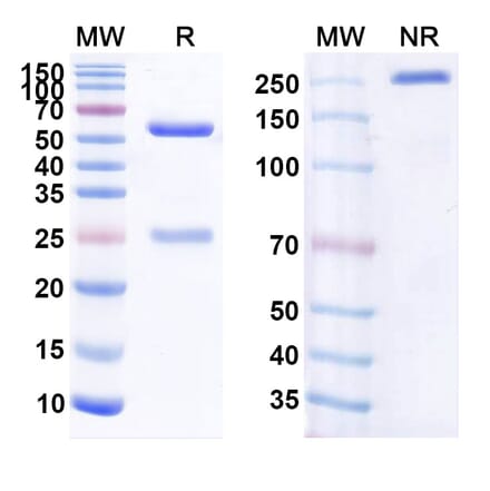 SDS-PAGE - Anti-CD20 Antibody [BAT 436F] Biosimilar - BSA and Azide free (A339431) - Antibodies.com