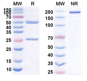 SDS-PAGE - Anti-CD20 Antibody [PRO131921] Biosimilar - BSA and Azide free (A339433) - Antibodies.com