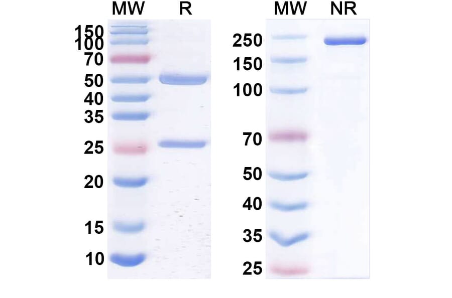 SDS-PAGE - Anti-CD20 Antibody [PRO131921] Biosimilar - BSA and Azide free (A339433) - Antibodies.com