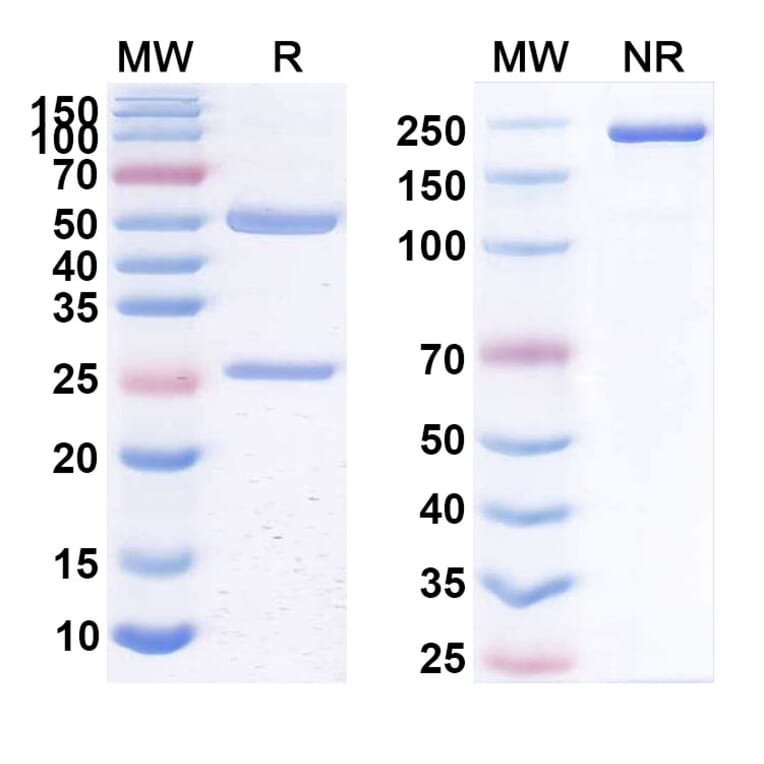 SDS-PAGE - Anti-CD20 Antibody [PRO131921] Biosimilar - BSA and Azide free (A339433) - Antibodies.com