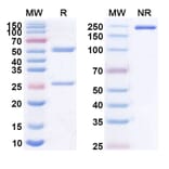 SDS-PAGE - Anti-CD20 Antibody [DXL625] Biosimilar - BSA and Azide free (A339435) - Antibodies.com