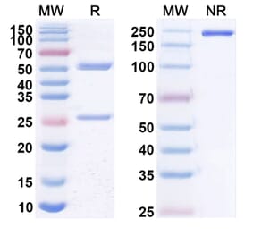 SDS-PAGE - Anti-CD20 Antibody [DXLr12] Biosimilar - BSA and Azide free (A339436) - Antibodies.com