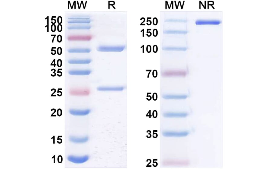 SDS-PAGE - Anti-CD20 Antibody [DXLr12] Biosimilar - BSA and Azide free (A339436) - Antibodies.com