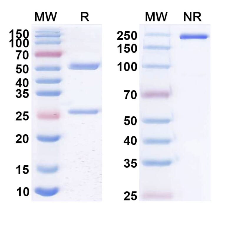 SDS-PAGE - Anti-CD20 Antibody [DXLr12] Biosimilar - BSA and Azide free (A339436) - Antibodies.com