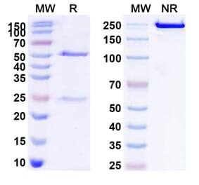 Chromatography profile - Anti-CD20 Antibody [MT-3724] Biosimilar - BSA and Azide free (A339437) - Antibodies.com