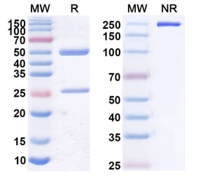 SDS-PAGE - Anti-CD20 Antibody [NAV6] Biosimilar - BSA and Azide free (A339439) - Antibodies.com