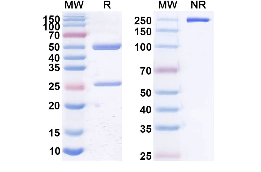 SDS-PAGE - Anti-CD20 Antibody [NAV6] Biosimilar - BSA and Azide free (A339439) - Antibodies.com