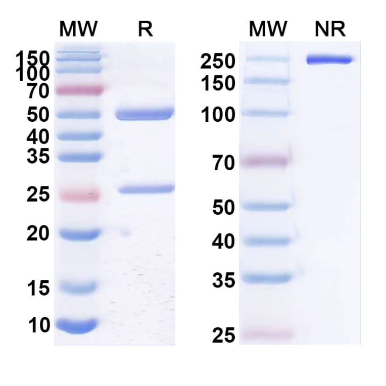 SDS-PAGE - Anti-CD20 Antibody [NAV6] Biosimilar - BSA and Azide free (A339439) - Antibodies.com