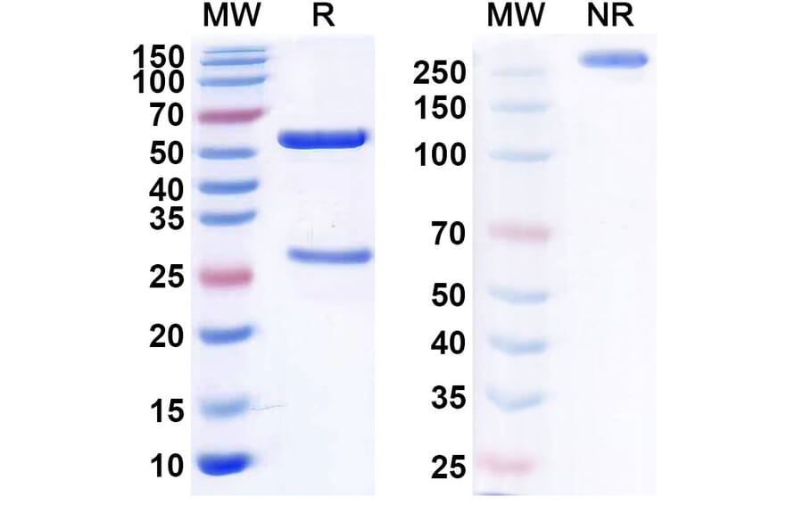 SDS-PAGE - Anti-CD20 Antibody [UB-923] Biosimilar - BSA and Azide free (A339442) - Antibodies.com