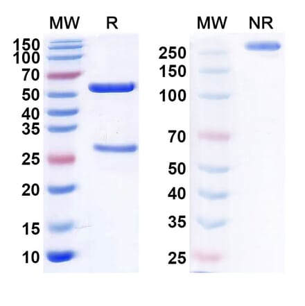 SDS-PAGE - Anti-CD22 Antibody [ADCT-62] Biosimilar - BSA and Azide free (A339444) - Antibodies.com