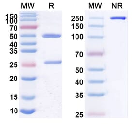 SDS-PAGE - Anti-CD22 Antibody [hRFB4] Biosimilar - BSA and Azide free (A339445) - Antibodies.com