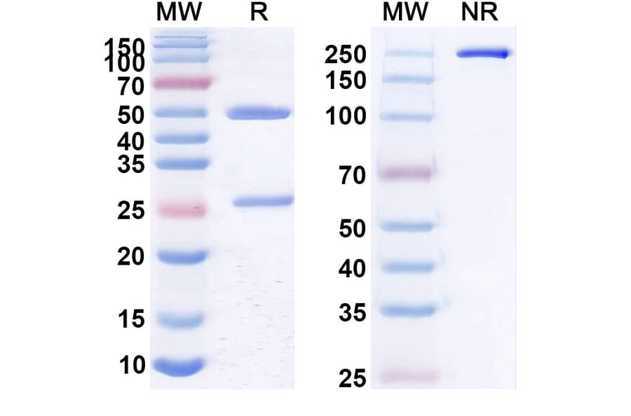 SDS-PAGE - Anti-CD22 Antibody [hRFB4] Biosimilar - BSA and Azide free (A339445) - Antibodies.com