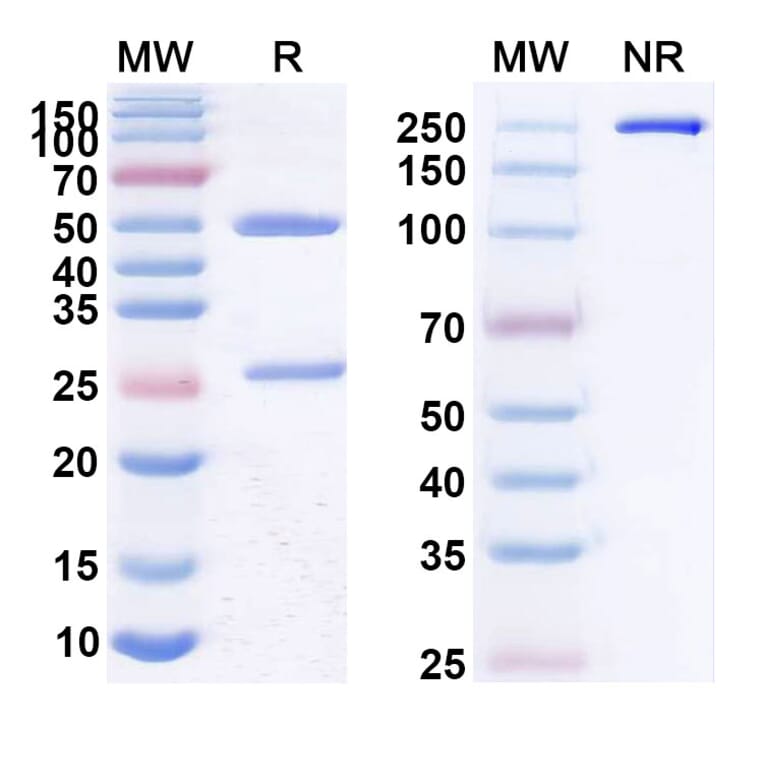SDS-PAGE - Anti-CD22 Antibody [CAT-2-16] Biosimilar - BSA and Azide free (A339446) - Antibodies.com