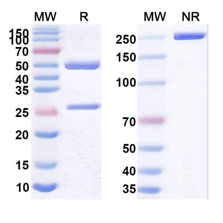 SDS-PAGE - Anti-CD22 Antibody [SM6] Biosimilar - BSA and Azide free (A339448) - Antibodies.com