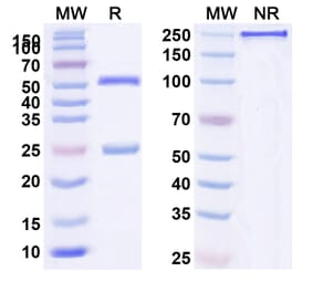 SDS-PAGE - Anti-CD24 Antibody [ATG 31] Biosimilar - BSA and Azide free (A339449) - Antibodies.com