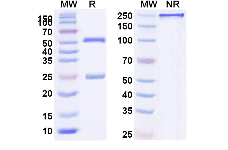 SDS-PAGE - Anti-CD24 Antibody [ATG 31] Biosimilar - BSA and Azide free (A339449) - Antibodies.com
