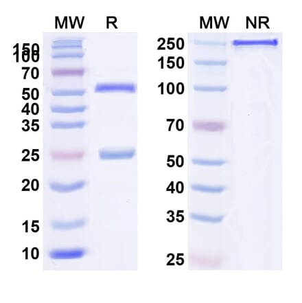 SDS-PAGE - Anti-CD24 Antibody [ATG 31] Biosimilar - BSA and Azide free (A339449) - Antibodies.com