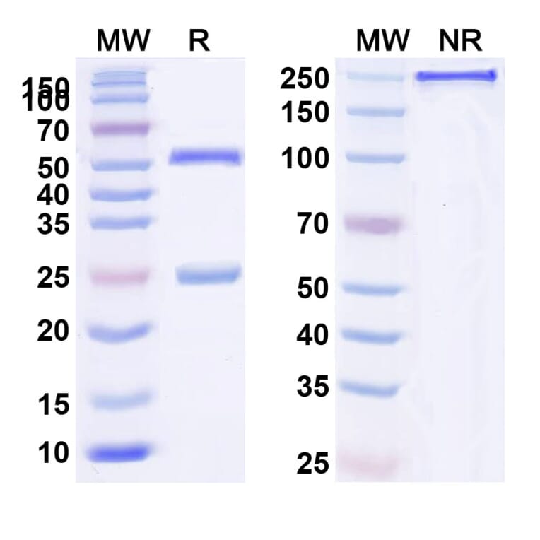 SDS-PAGE - Anti-CD24 Antibody [ATG 31] Biosimilar - BSA and Azide free (A339449) - Antibodies.com
