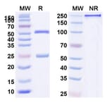 SDS-PAGE - Anti-CD24 Antibody [ATG 31] Biosimilar - BSA and Azide free (A339449) - Antibodies.com