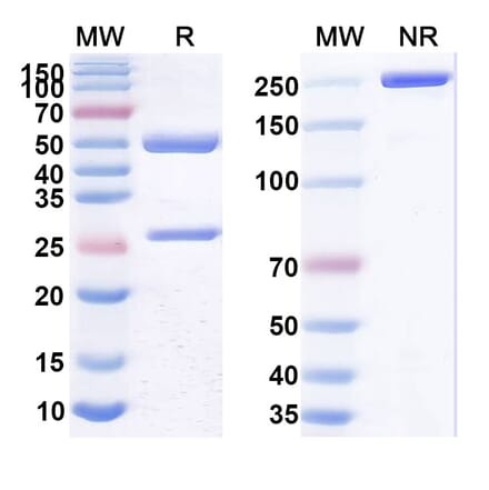 SDS-PAGE - Anti-CD25 Antibody [CYT-91] Biosimilar - BSA and Azide free (A339450) - Antibodies.com