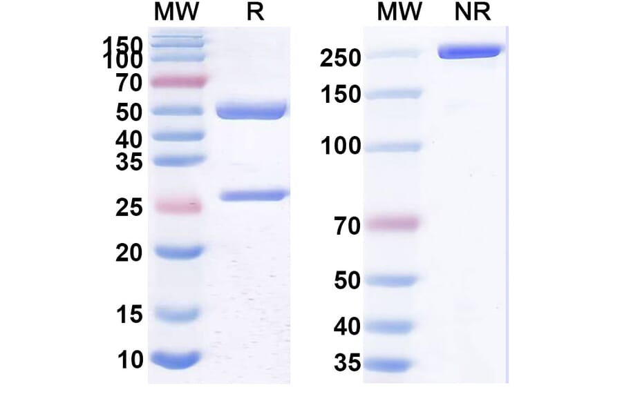 SDS-PAGE - Anti-CD25 Antibody [STI-3] Biosimilar - BSA and Azide free (A339451) - Antibodies.com