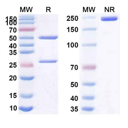 SDS-PAGE - Anti-CD25 Antibody [RO7296682] Biosimilar - BSA and Azide free (A339452) - Antibodies.com