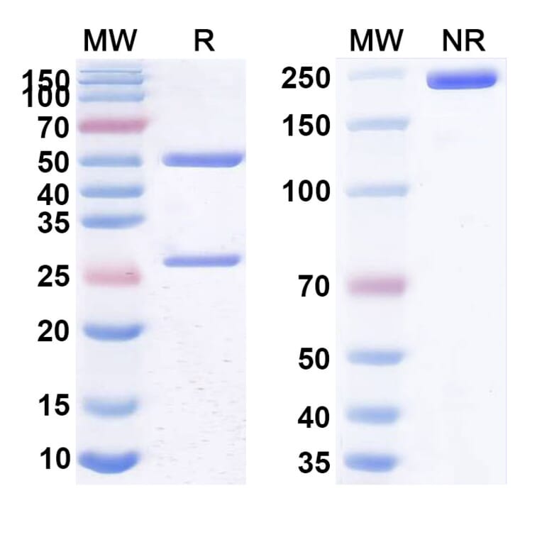 SDS-PAGE - Anti-CD25 Antibody [RO7296682] Biosimilar - BSA and Azide free (A339452) - Antibodies.com