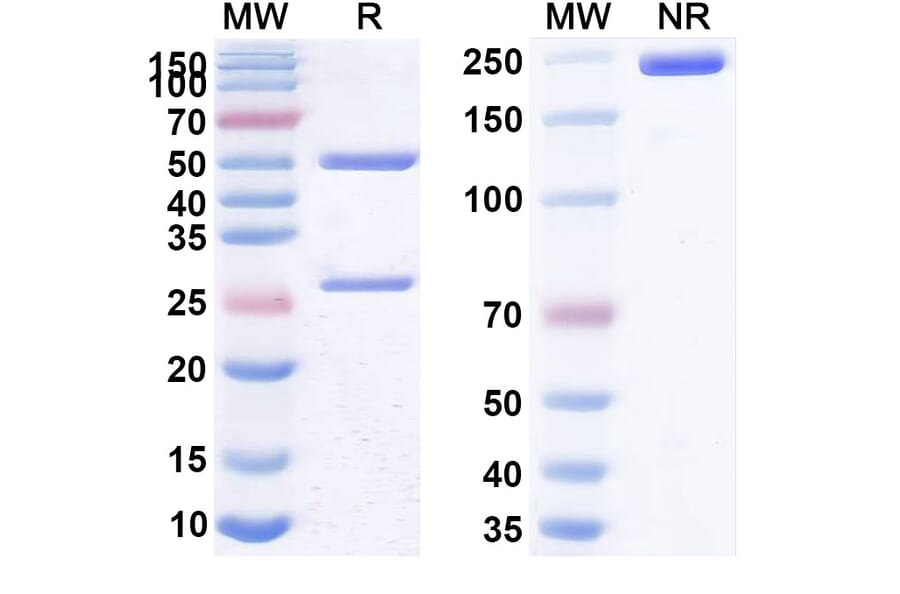 SDS-PAGE - Anti-CD25 Antibody [RA8] Biosimilar - BSA and Azide free (A339454) - Antibodies.com