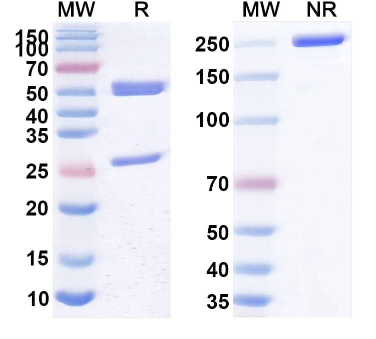 CD26 Antibodies | Antibodies.com