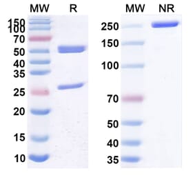 SDS-PAGE - Anti-CD26 Antibody [YS11] Biosimilar - BSA and Azide free (A339455) - Antibodies.com